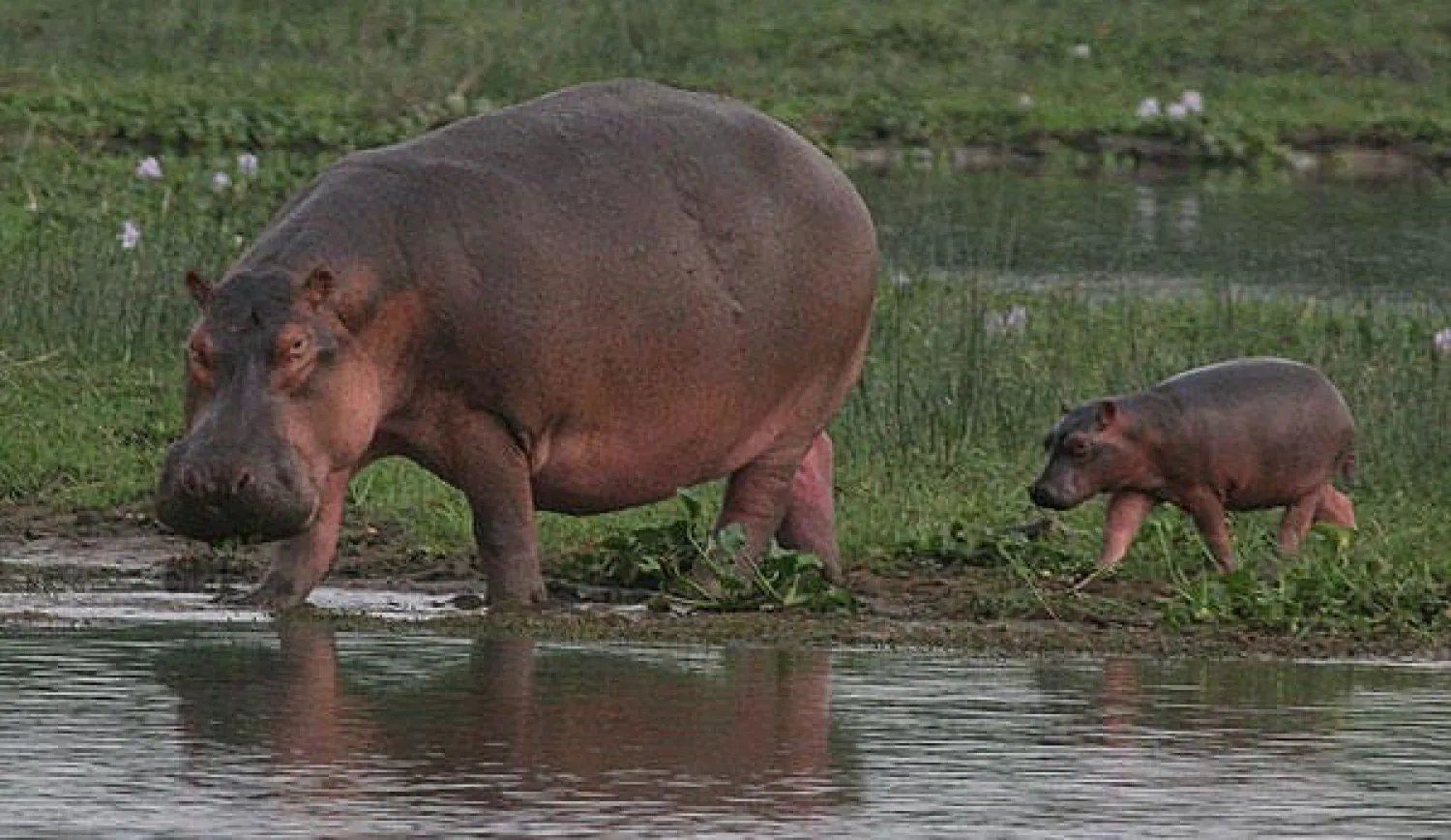 مولد أول فرس النهر منذ 16 سنة في المكسيك