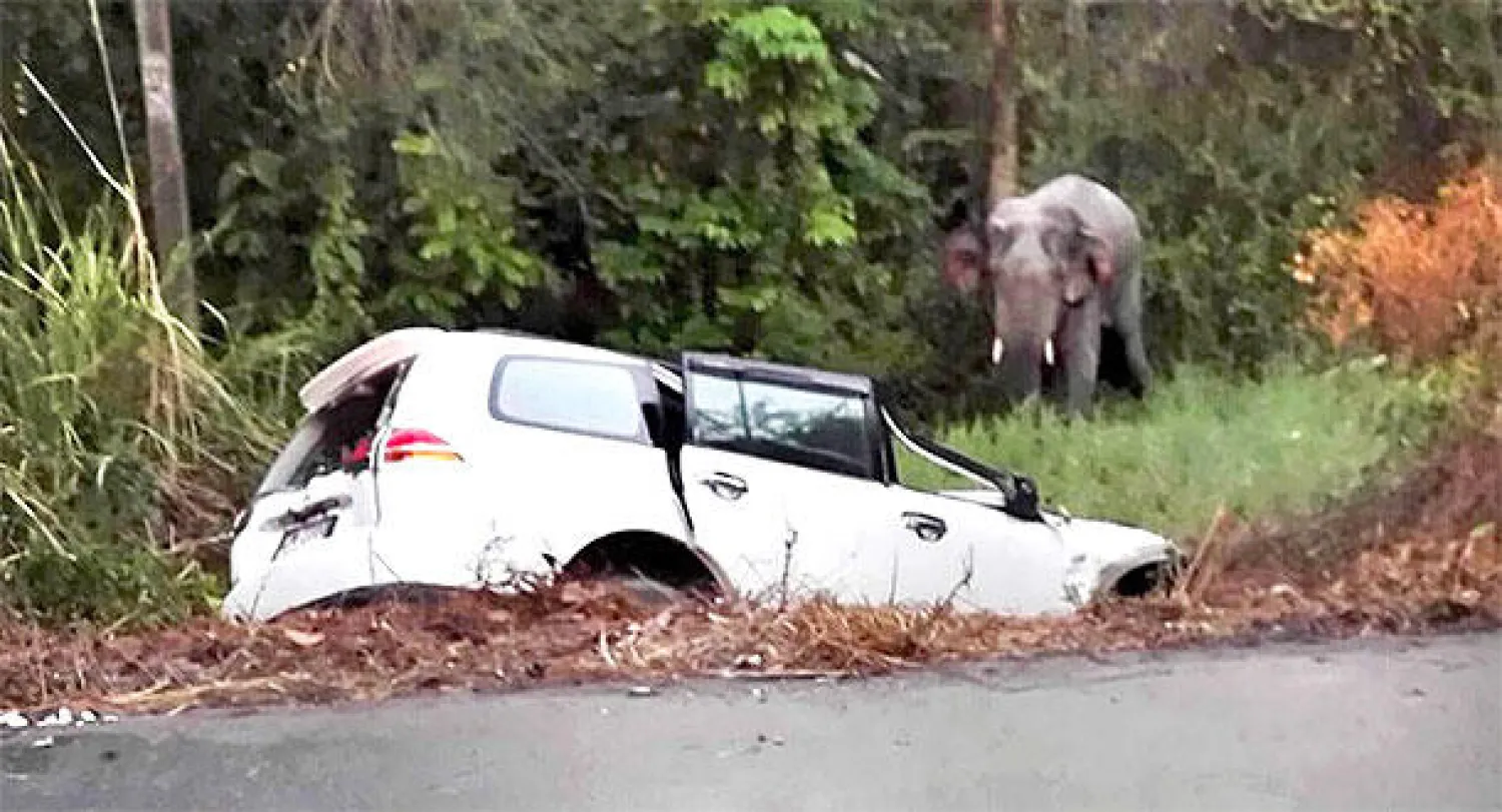 مقتل ستة أشخاص في حادث تصادم بين فيلة وسيارات بتايلاند