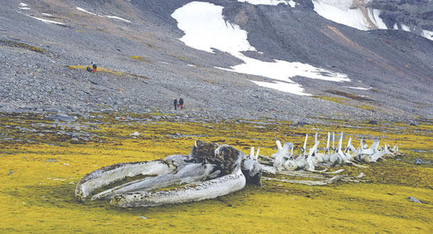 أقدم حوت استخدم صدى الصوت (أ.ف.إ)