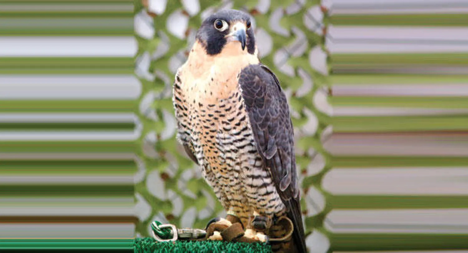 علماء ألمان يتعرفون على أسباب السرعة المدهشة للشواهين