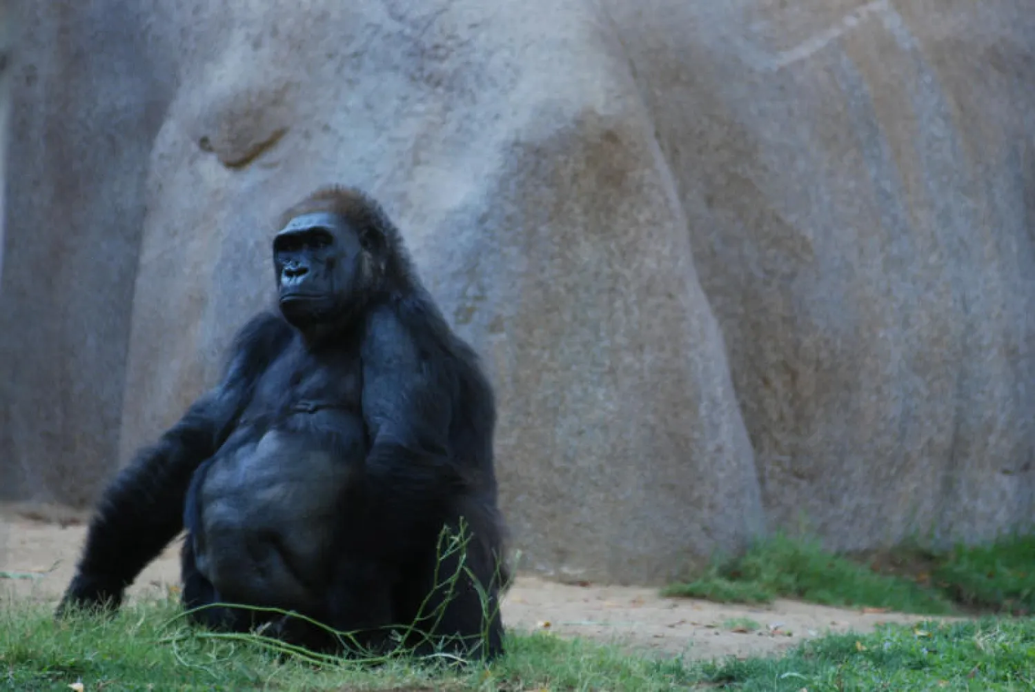 ولادة قيصرية طارئة لغوريلا في أميركا