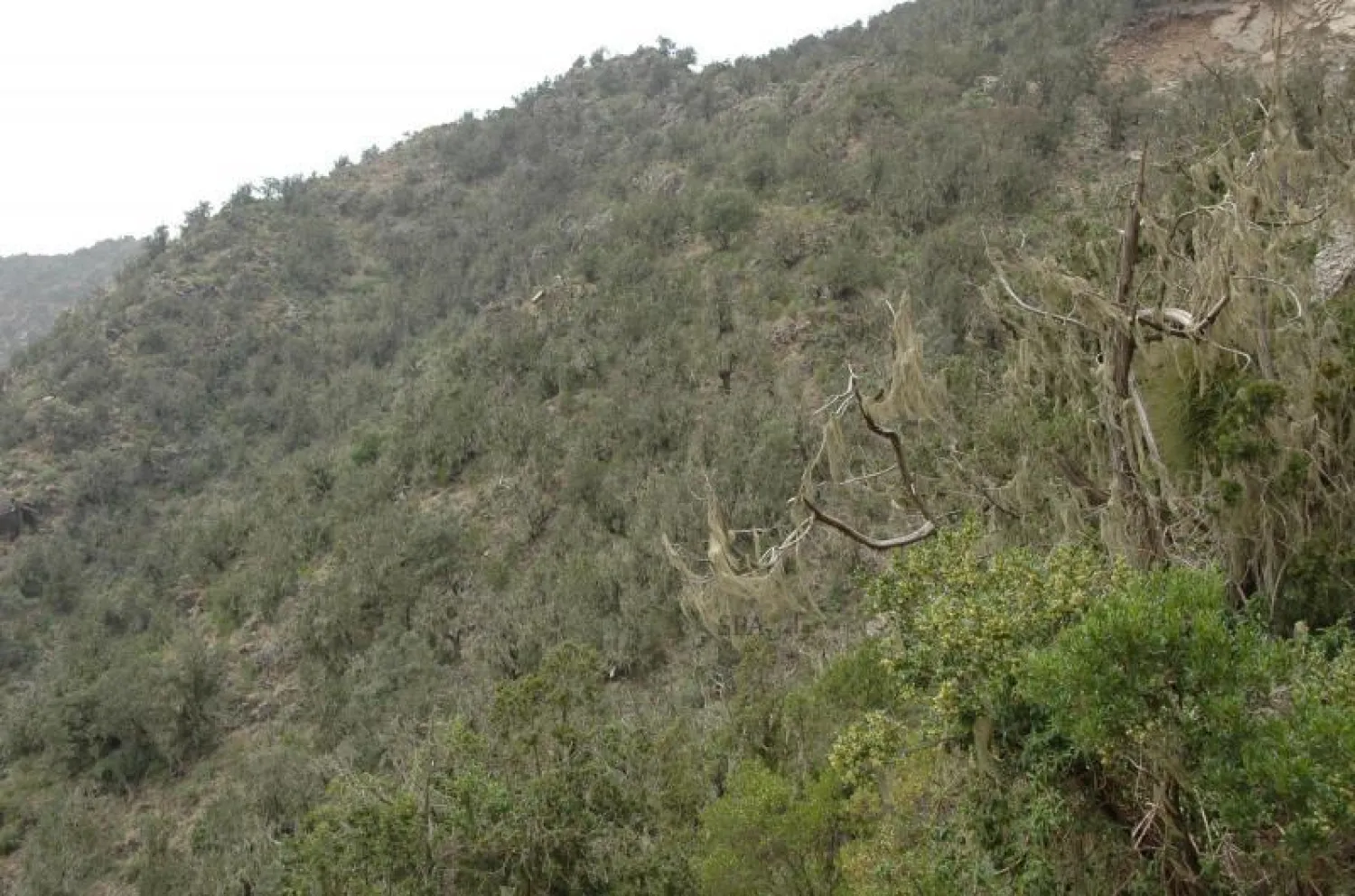 السعودية تشارك العالم «يوم الغابات»