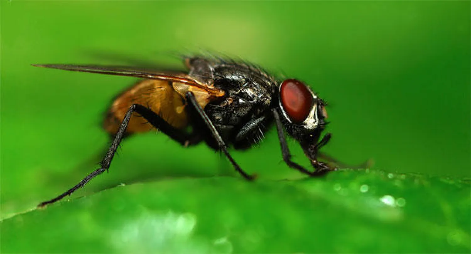 العلماء على وشك وضع أطلس تفصيلي لمخ ذبابة الفاكهة