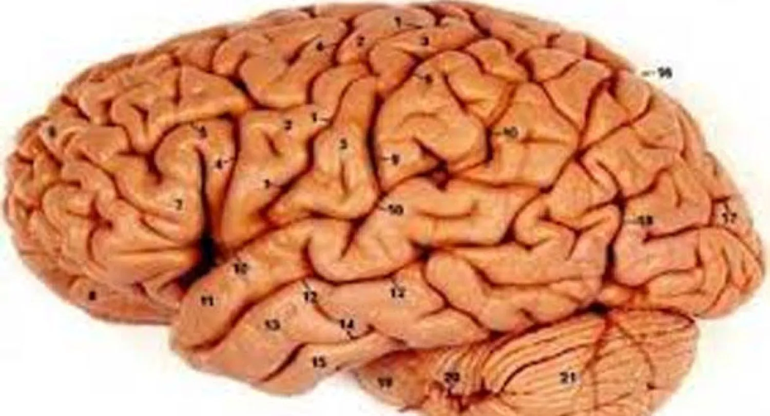 علماء يضعون خريطة دقيقة ترصد تطور مخ الإنسان