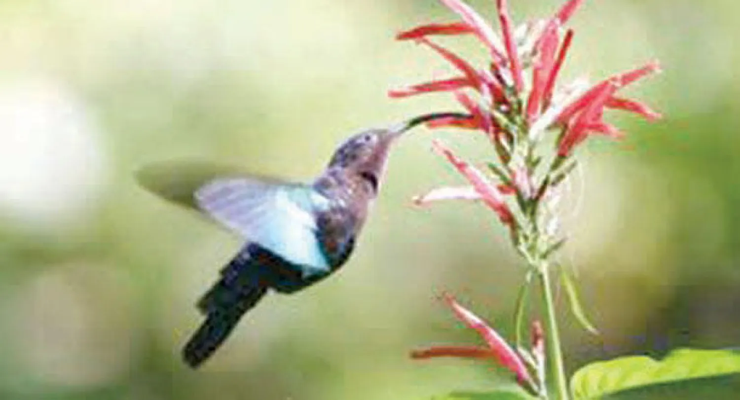 الطائر الطنان