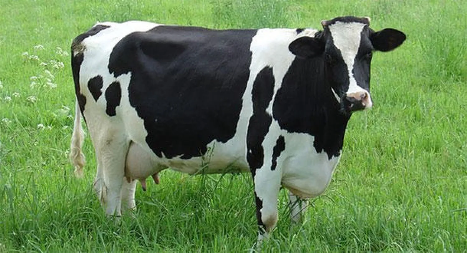 موقع فرنسي للتعارف بين عشاق لحوم الأبقار