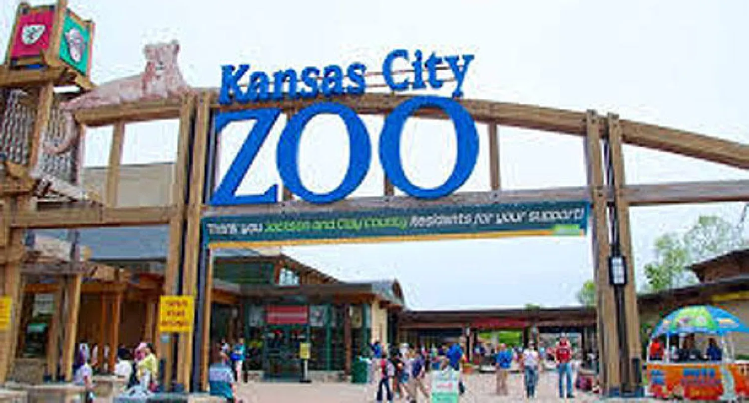 ذكاء الشمبانزي يتجلى في محاولة هروب من حديقة حيوان