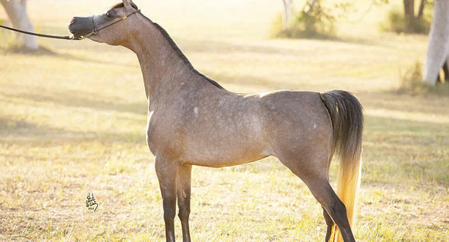 الفرس كلاسيك دريم التابعة لإسطبل الأمير خالد بن سلطان