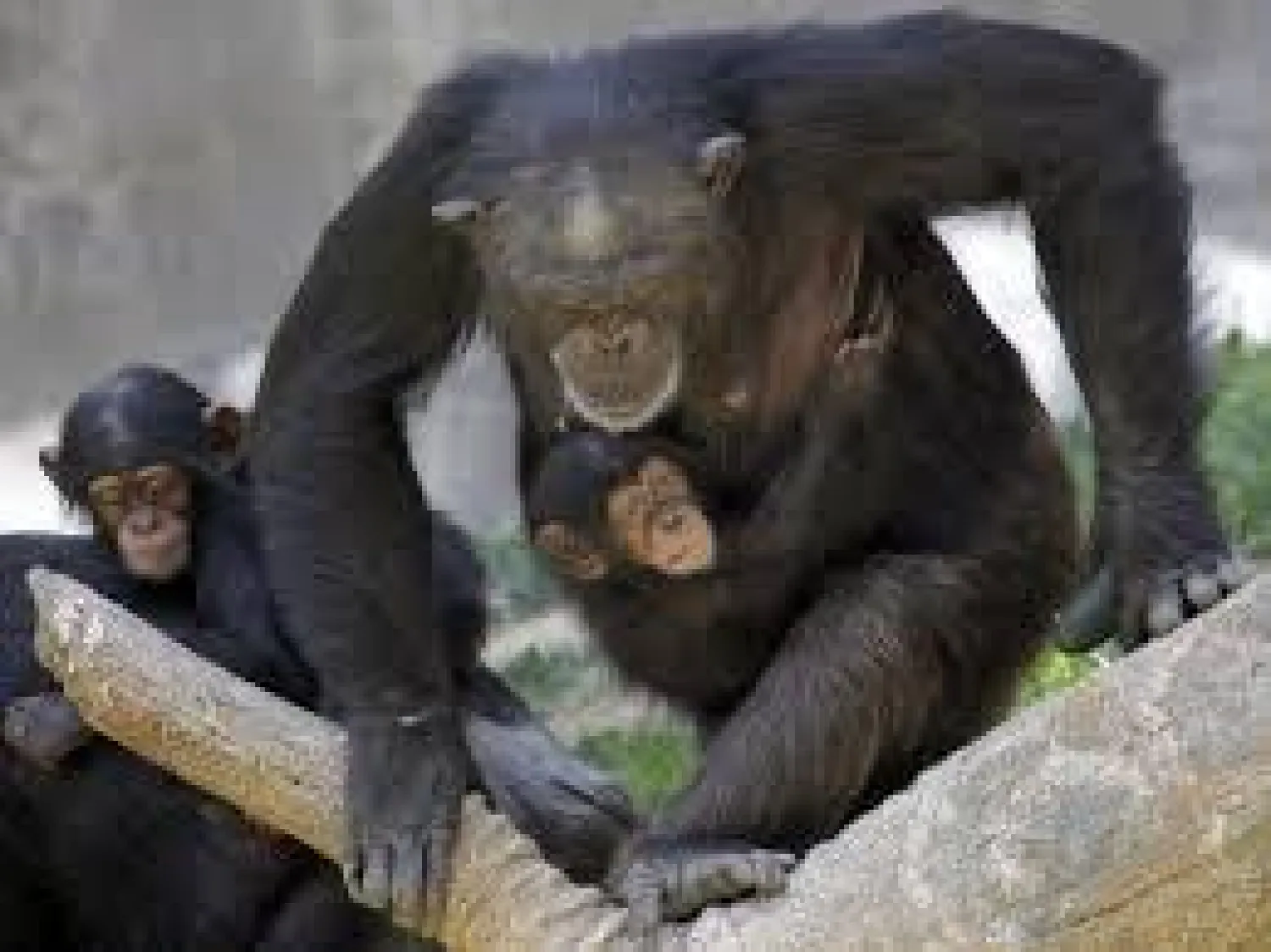 سبعة قردة «شمبانزي» استخدمت ذكاءها وهربت من حديقة حيوان كانساس الأميركية