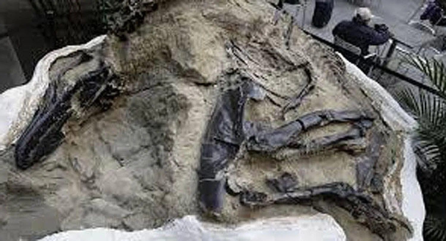 ديناصور نادر ينطلق من مونتانا  في رحلة عبر أميركا هي الأولى من نوعها