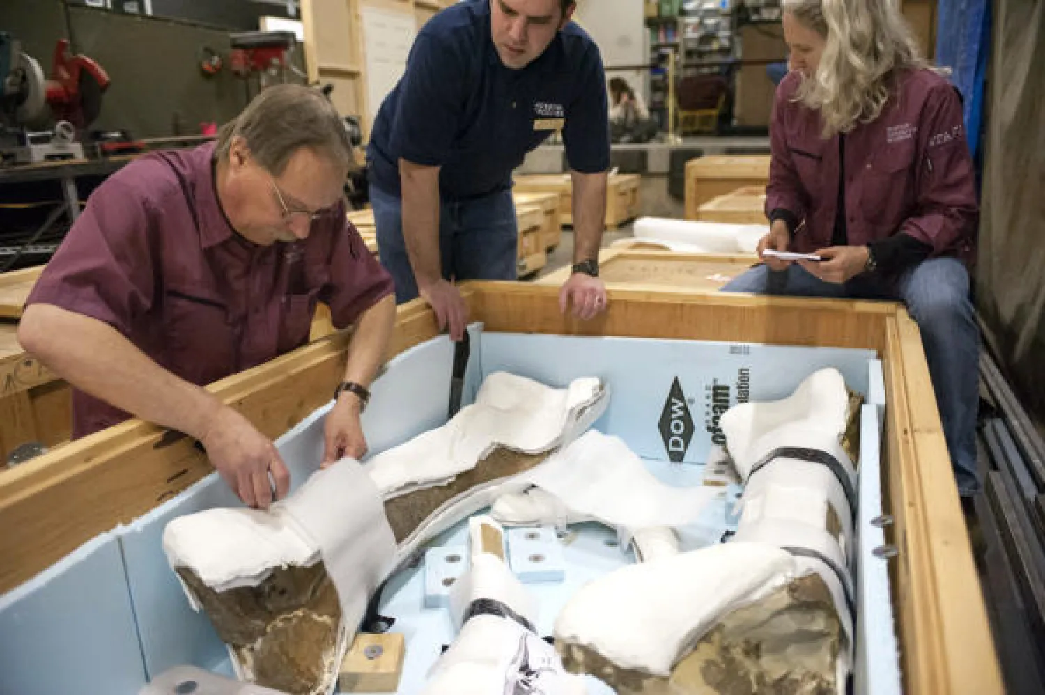 ديناصور تيرانوصور في طريقه لمؤسسة سميثسونيان بواشنطن