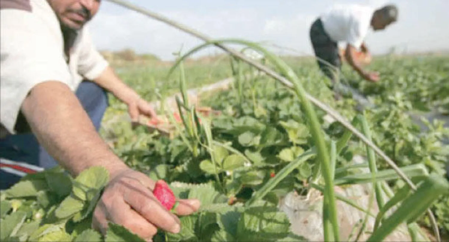 يحتل المغرب المركز الثالث عالميا بعد الولايات المتحدة وإسبانيا في إنتاج وتسويق الفراولة («الشرق الأوسط»)