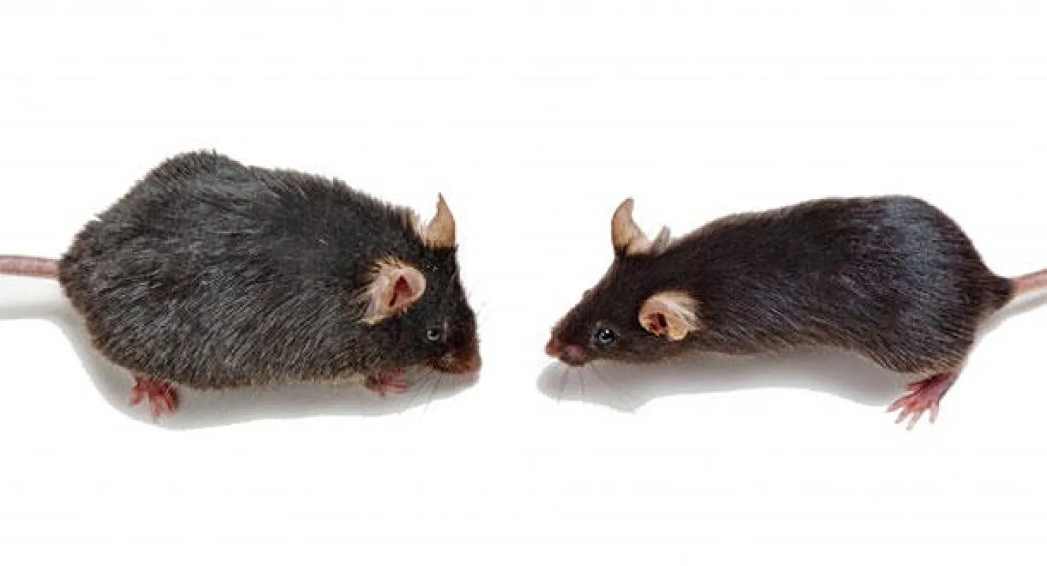 دراسات: عملية نقل دم {شاب} جددت نشاط المخ والعضلات لدى الفئران