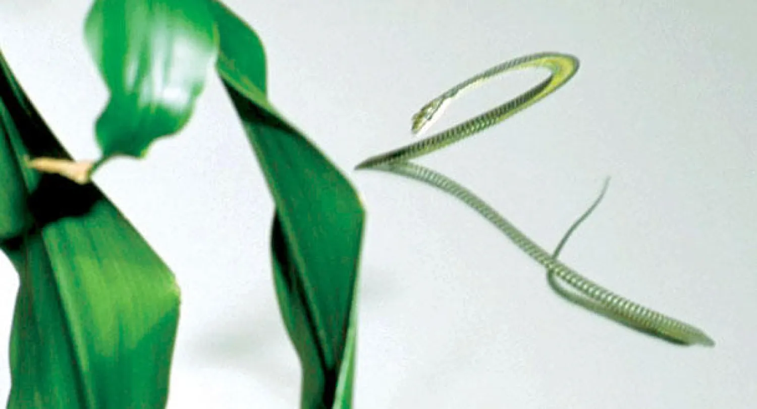 الخبراء يحاولون فك لغز الأفاعي الطائرة