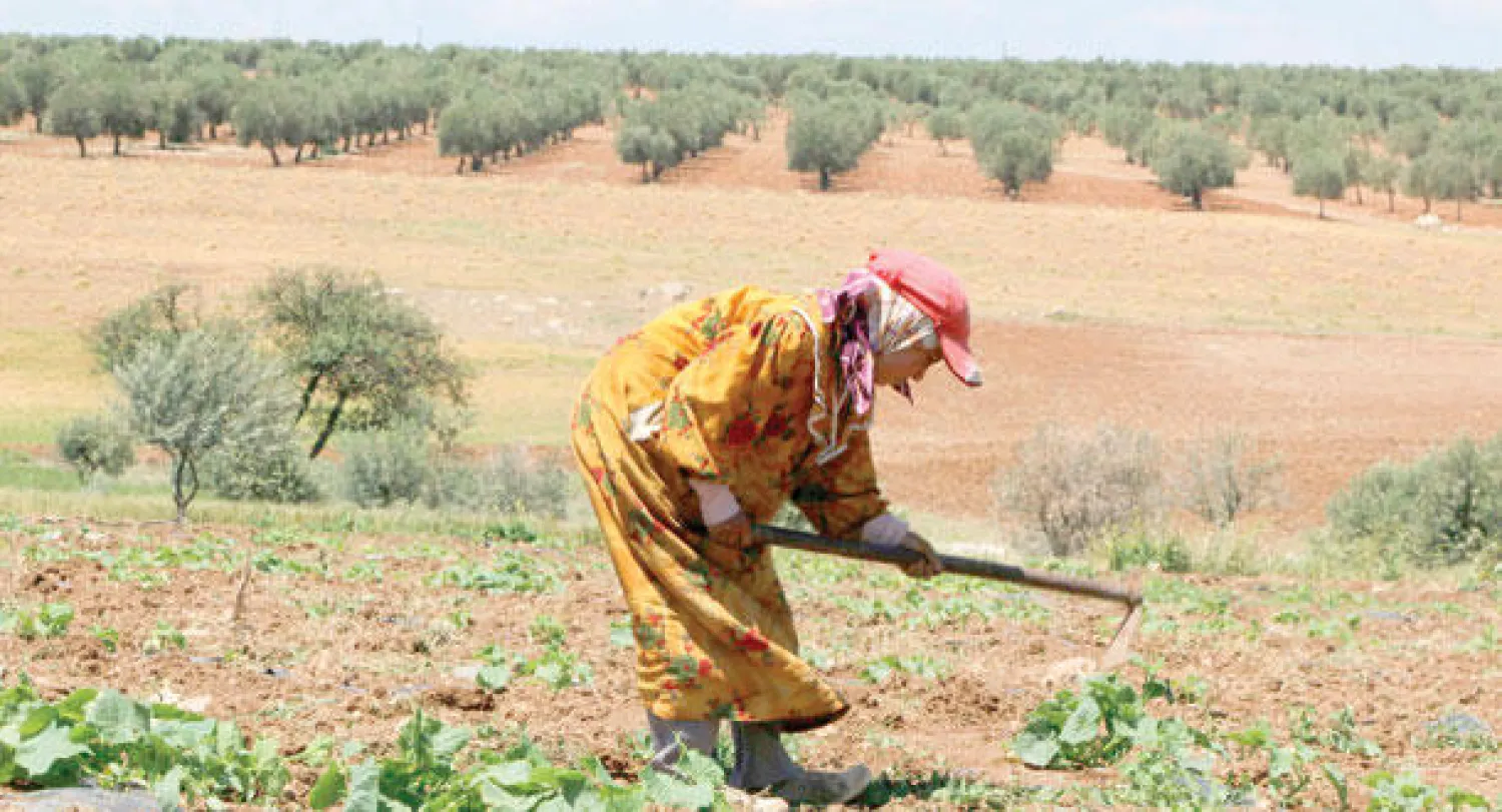 القمح والشعير يشكلان أهم المحاصيل الغذائية في سوريا (رويترز)