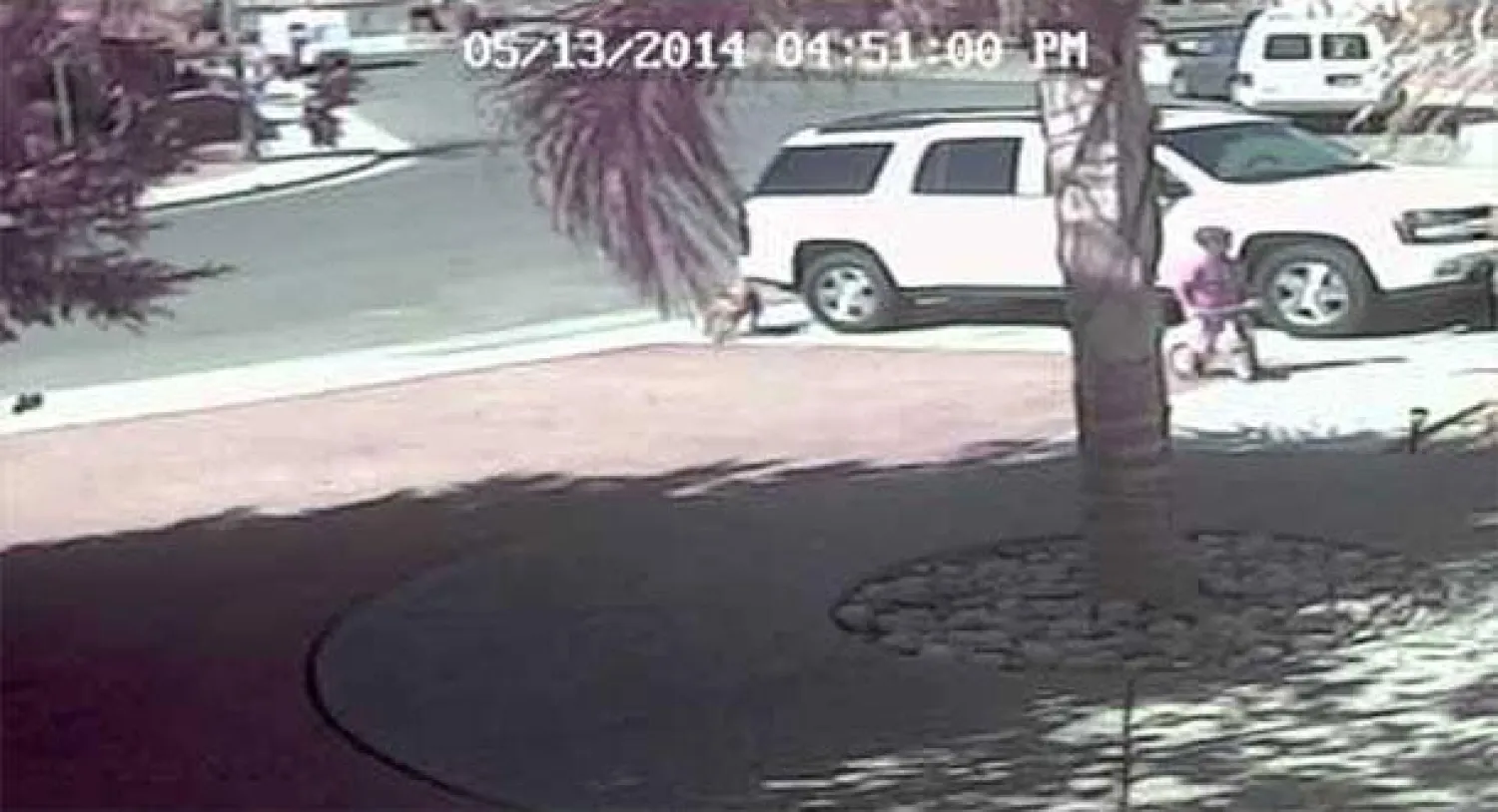 {تكريم} قطة أنقذت طفلا من كلب عدواني