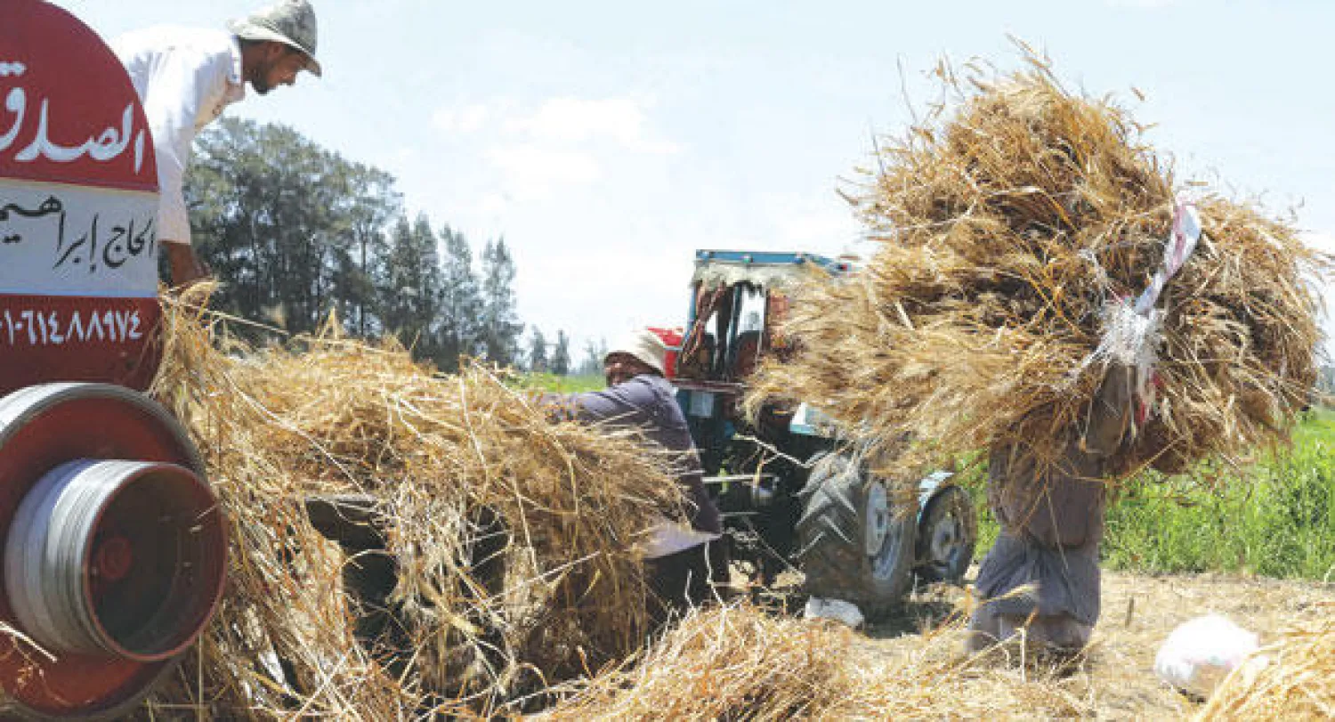 الحكومة المصرية استطاعت تأمين  أكثر من ثلاثة ملايين طن من القمح المحلي منذ بداية الحصاد الشهر الماضي (رويترز)