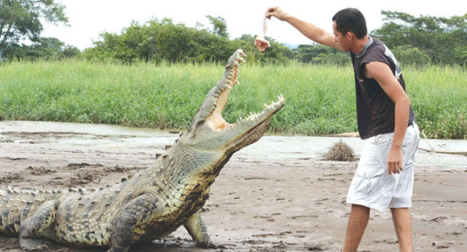 مغامر يطعم تمساحا ضخما