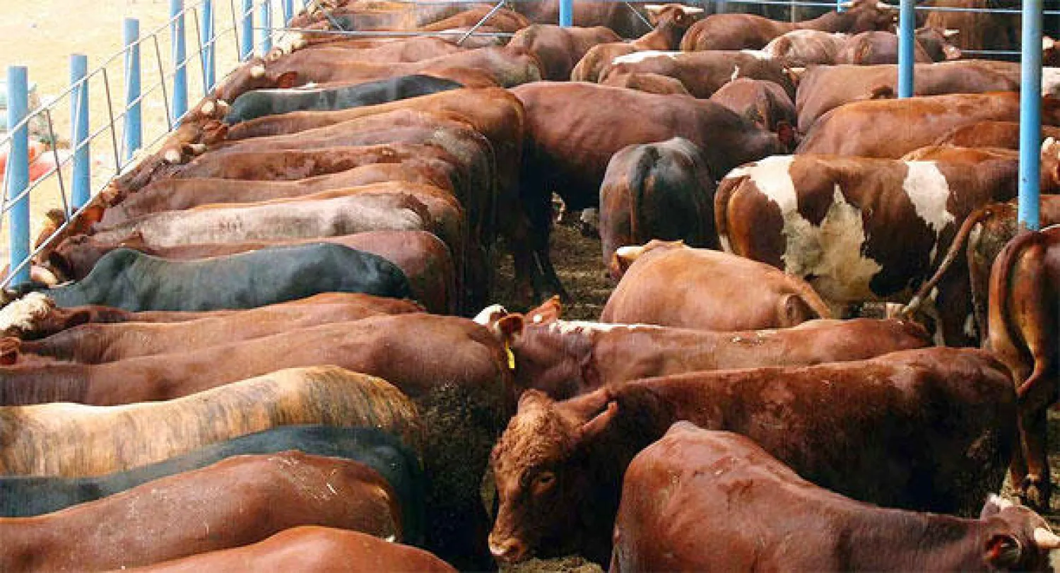 مباحثات في السعودية لرفع حظر صادرات اللحوم المصرية