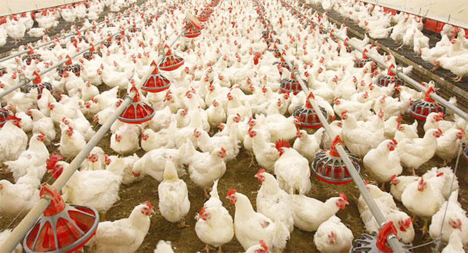 استهلاك الدجاج يتنامى في السعودية وسط دعم حكومي لهذه الصناعة