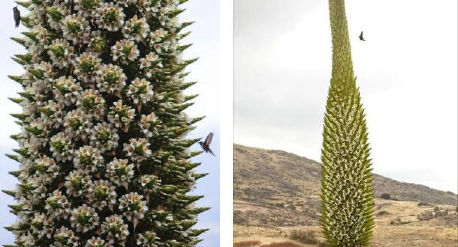 ملكة الإنديز تزهر مرة واحدة كل مائة سنة