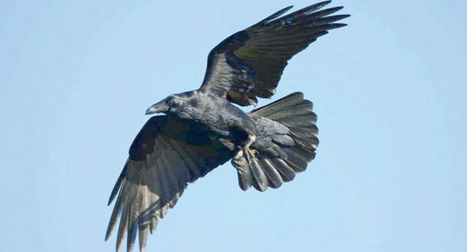 ولاية يوتا تصادق على اصطياد الغربان لاحتواء ضجيجها