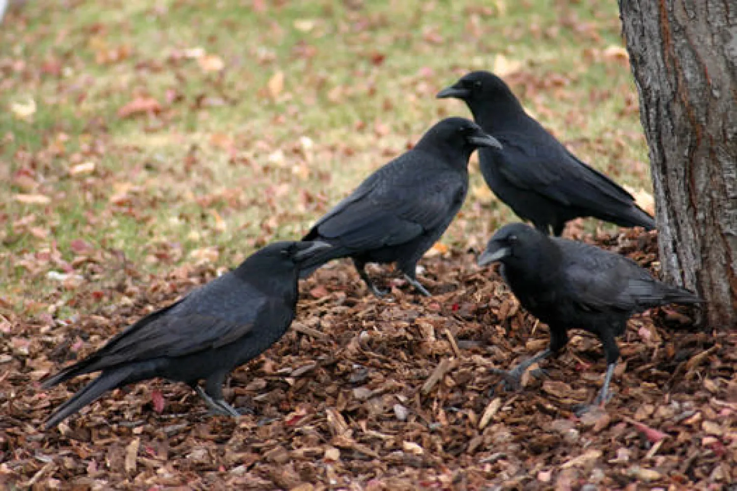 ولاية أميركية تصادق على اصطياد الغربان لتخفيف أعدادها