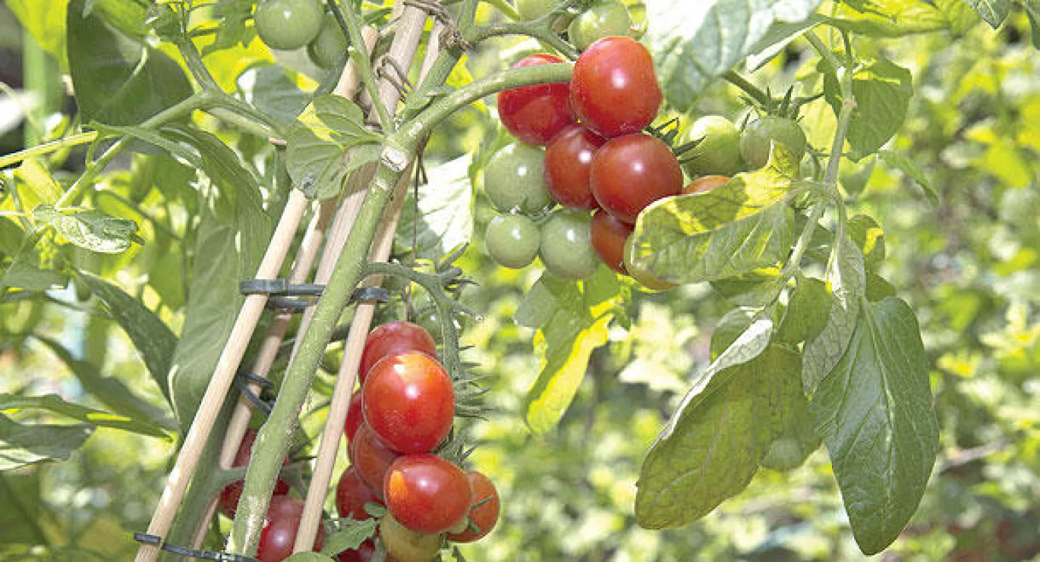 المغرب والاتحاد الأوروبي يسويان خلافهما حول الطماطم