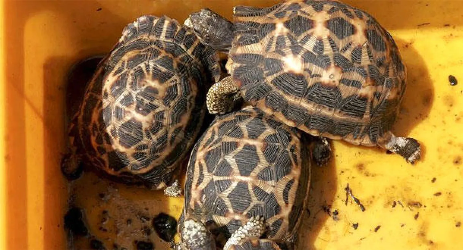 إحباط تهريب ألفي سلحفاة حية بماليزيا