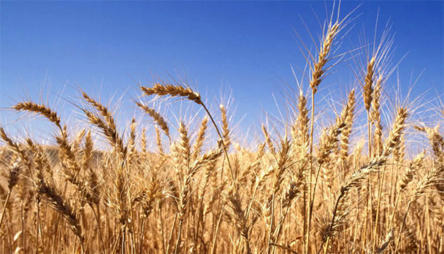 مصر تمدد موسم توريد القمح المحلي لشراء أربعة ملايين طن إجمالا