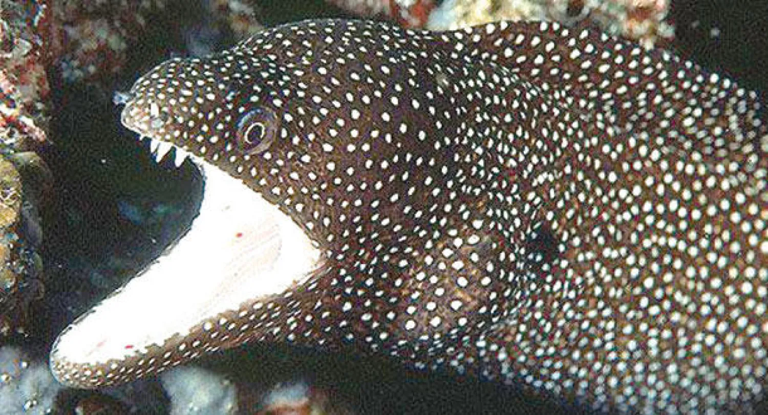 سمكة الأنكليس