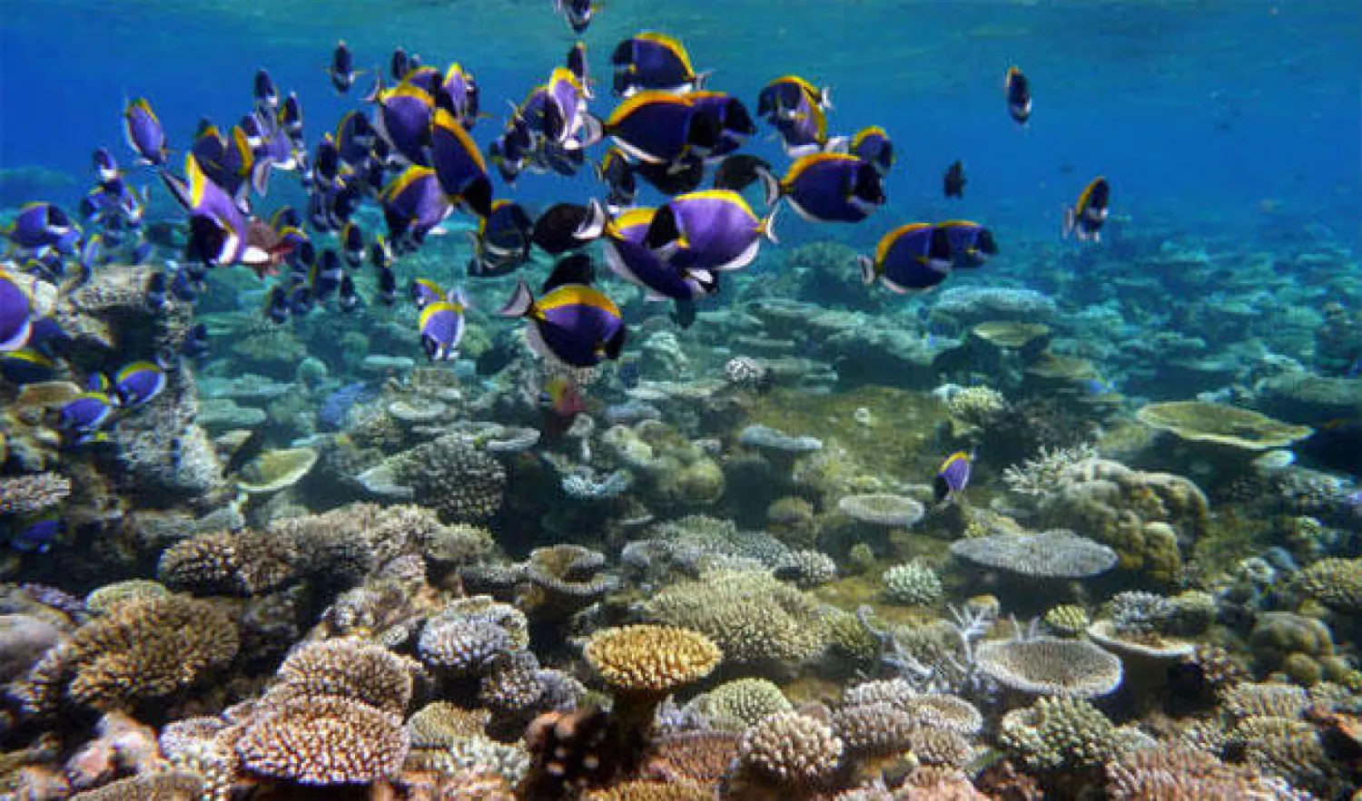 الباحثون يكتشفون أقدم حيوان يصنع الشعاب المرجانية