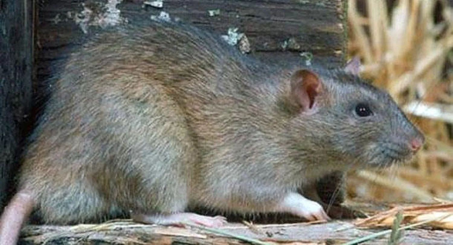 علماء يكتشفون فأرا له صلة وراثية وثيقة بالفيل