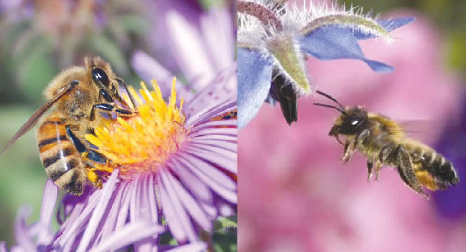 النحل يستعين بحاسة الشم   -  التلوث قلل قدرة الحشرة على رصد الزهور