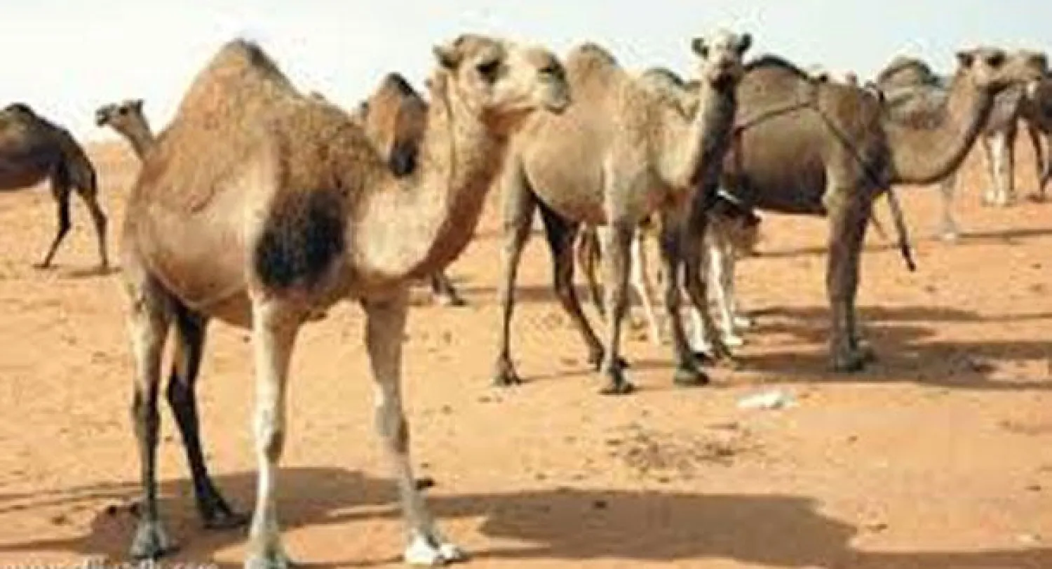 الحياة المعاصرة لم تقصِ لحم الإبل وحليب النوق عن موائد الصحراويين