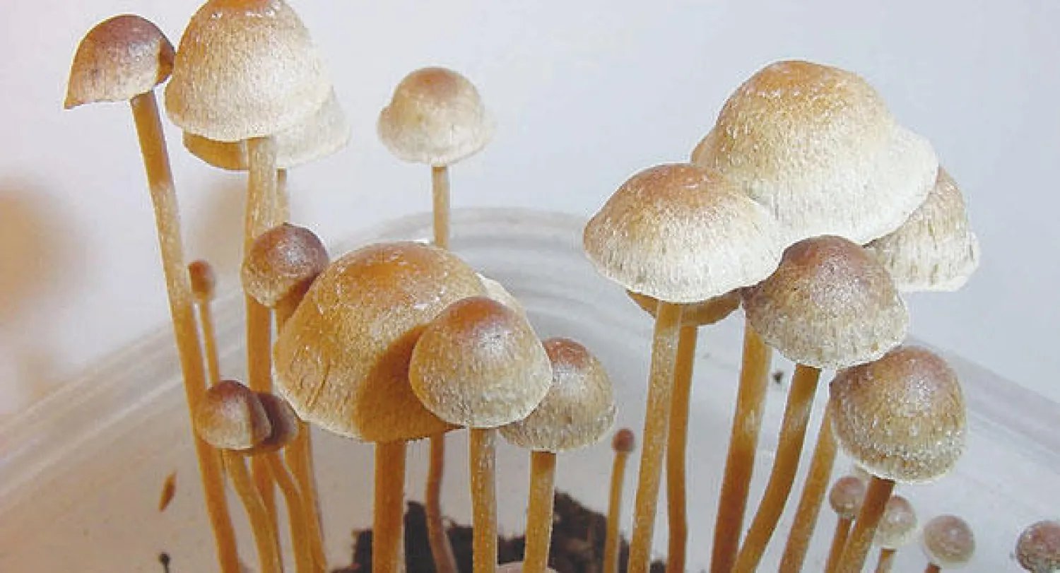 المواد المهلوسة يمكن أن تقلب رأسا على عقب الطريقة التي نرى بها العالم