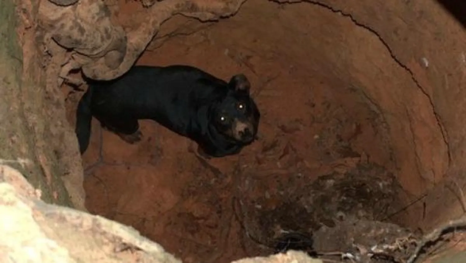 مصرع ثلاثة كمبوديين إثر محاولتهم إنقاذ كلب