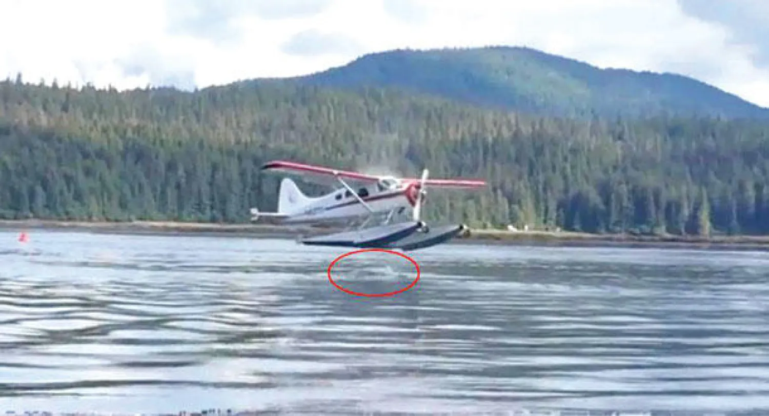 صورة قبل ثوان من اصطدام الطائرة بالحوت