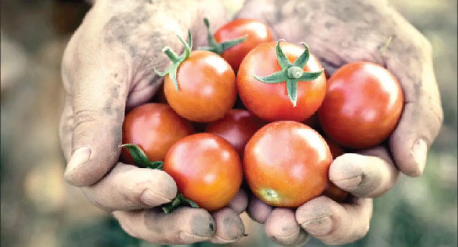 صعوبات تعترض موسم جني الطماطم في تونس