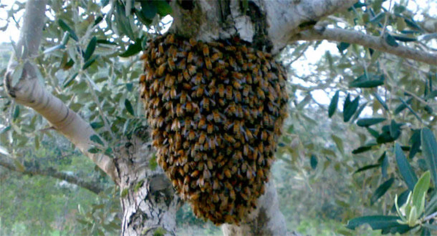 إعادة فتح متنزه أميركي بعد تعرض رجل لألف لسعة نحل