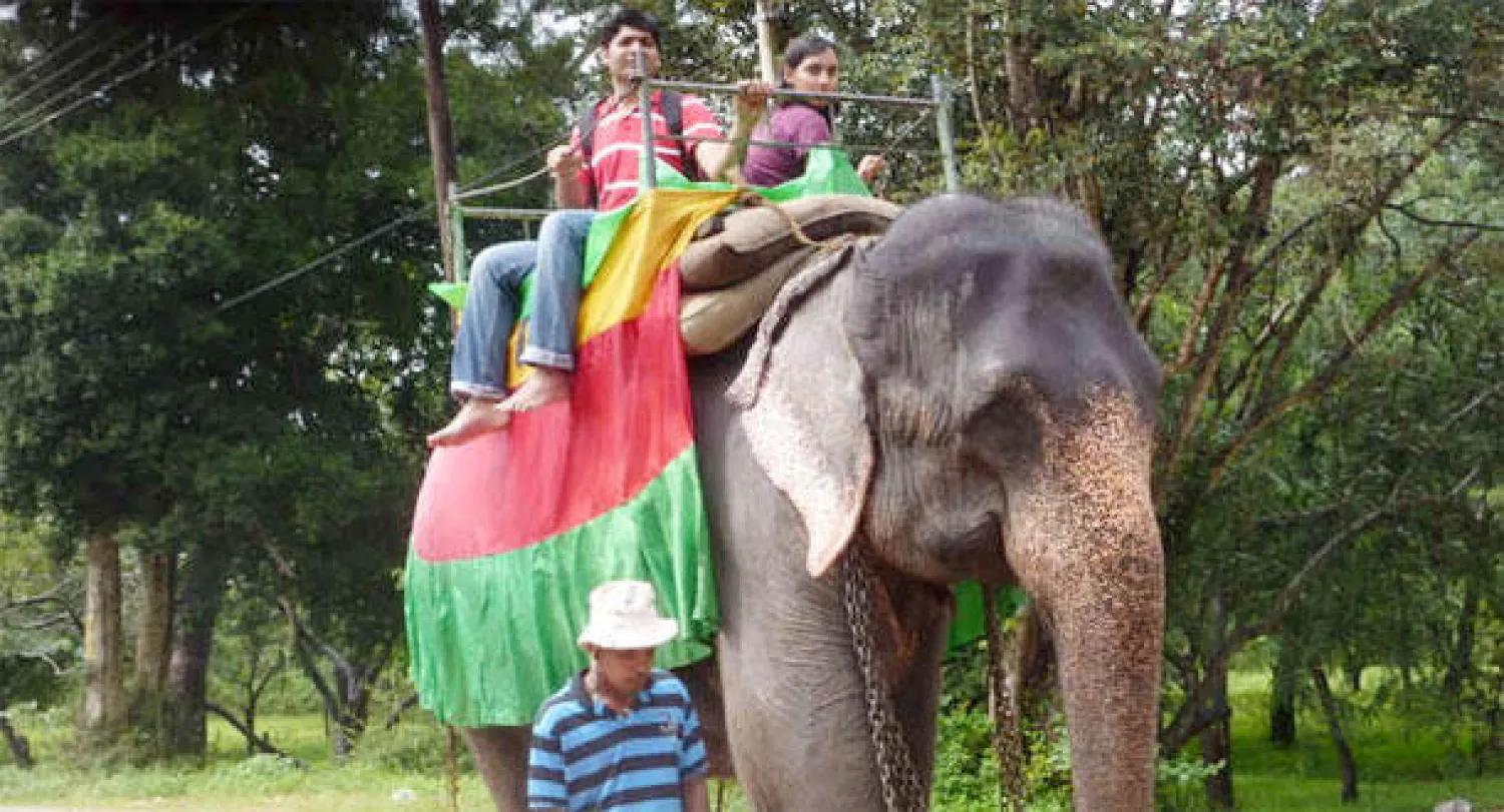 أفيال سريلانكا يزداد تعرضها للخطر مع ازدهار السياحة