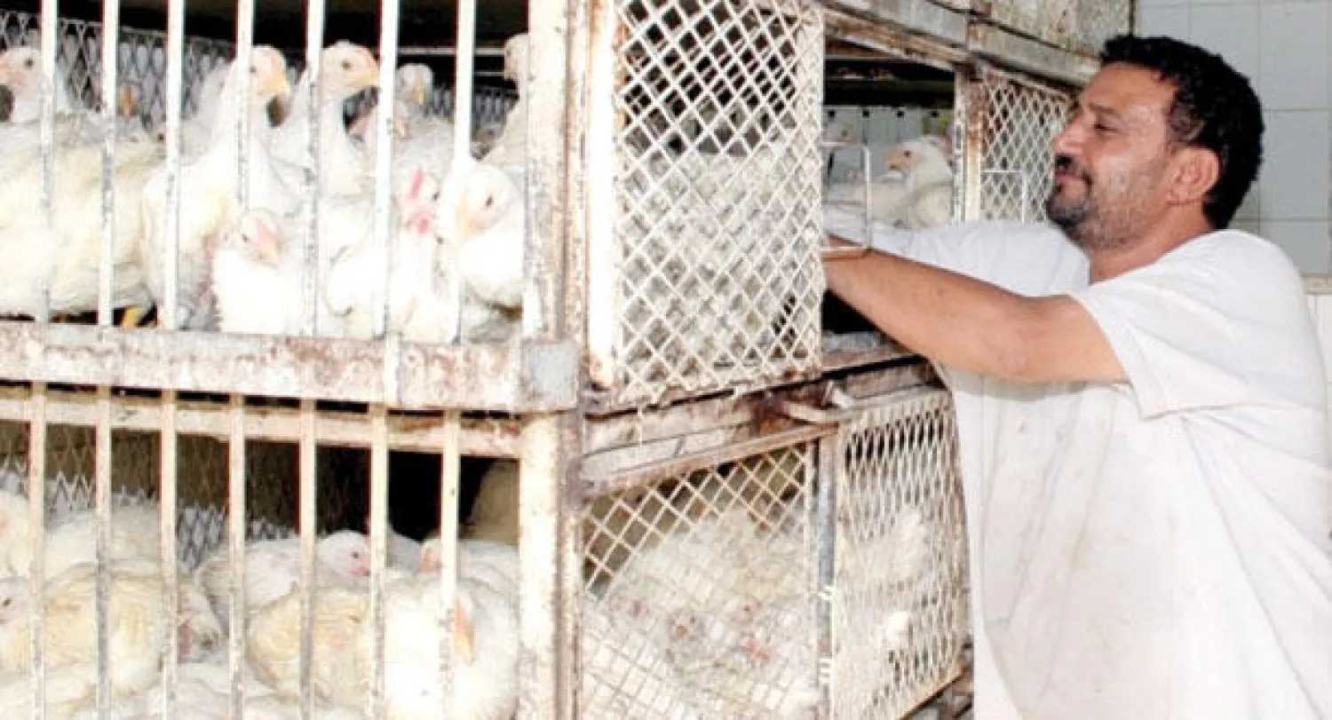 صناعة الدواجن في السعودية تحقق الاكتفاء الكامل من تصنيع الأعلاف الجاهزة محليا.. وقيمة المبالغ المستثمرة في القطاع تتجاوز 40 مليار ريال («الشرق الأوسط»)