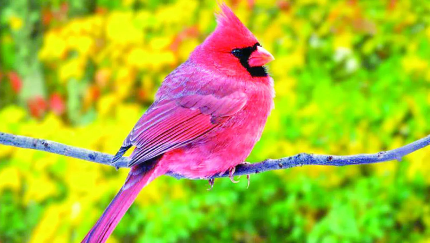 الطيور في الولايات المتحدة