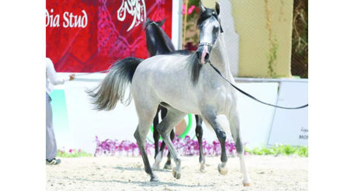 جانب من المسابقة المقامة في مدينة الطائف («الشرق الأوسط»)