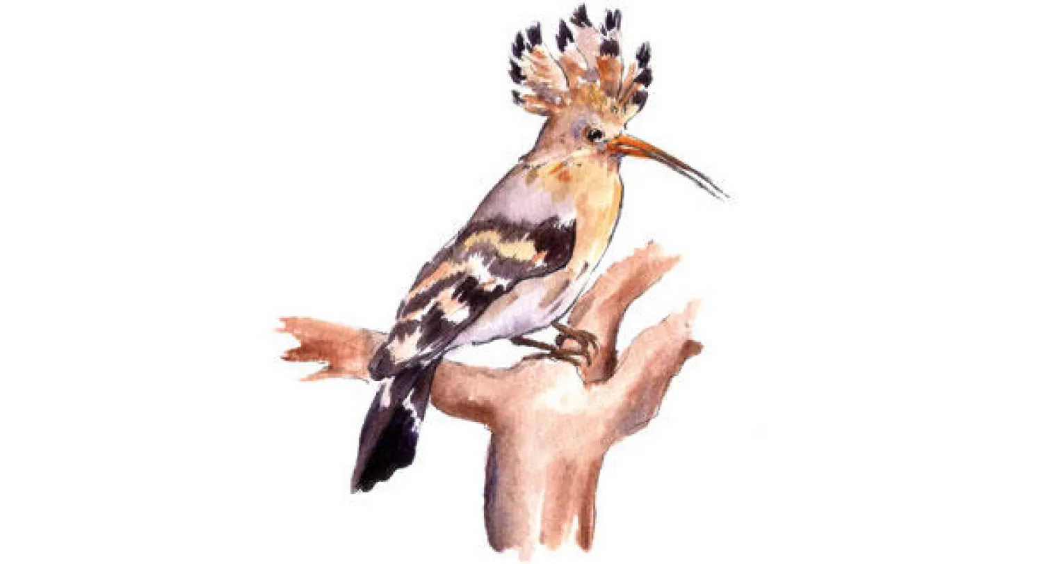 رفيف الظل: هدهد يبحث عن مملكة