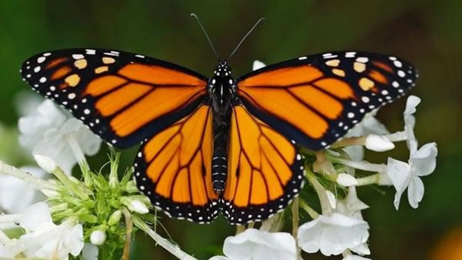 «جين» محدد مسؤول عن الهجرة العجيبة للفراشة الملكة