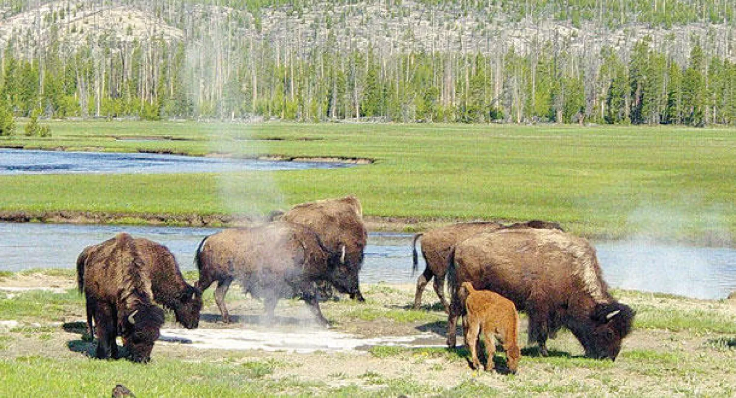 تغريم رجل لإطلاقه طائرة من دون طيار في متنزه يلوستون