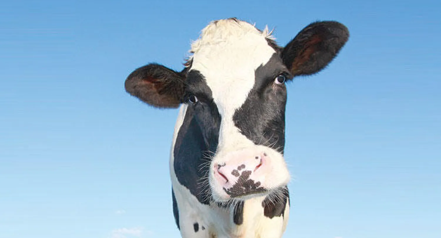 التدليك والموسيقى سر فوز بقرة بمسابقة جمال الأبقار في فيتنام