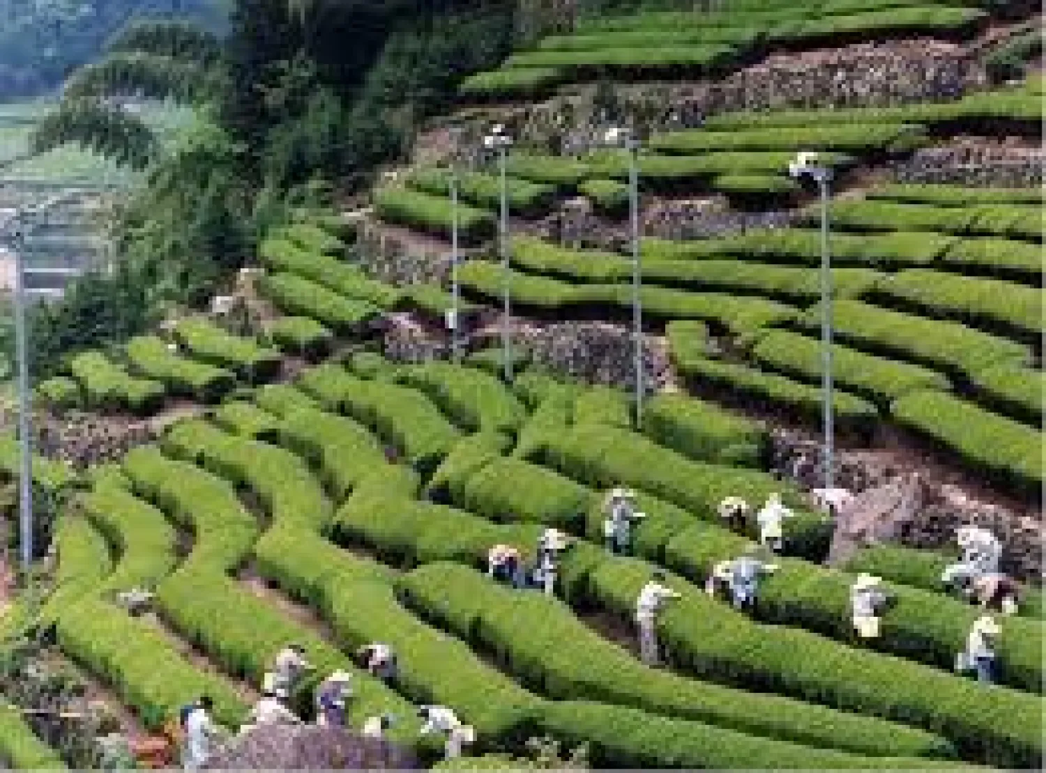 تايوان تعتقل صينيين بتهمة تسريب أسرار صناعة الشاي