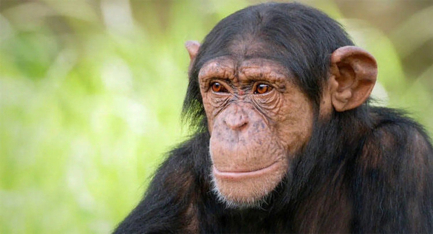 الشمبانزي تحب الإفطار مبكرا والاستيقاظ قبل الحيوانات الأخرى